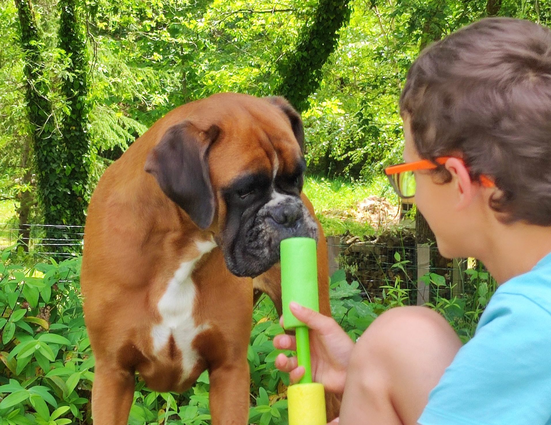 Prévention morsures jeu enfant-chien