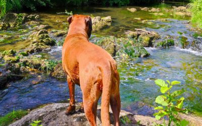 Comment définir le Bien-Être Animal ?