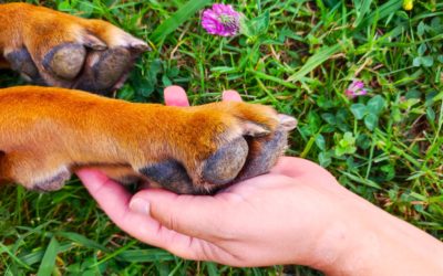 Comment soigner son chien facilement ?