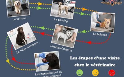 La visite vétérinaire, un véritable parcours pour le chien